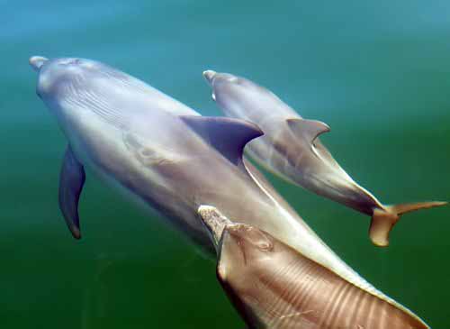 dolphin vagina shapes