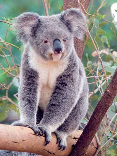 Koala Bears - Crystalinks